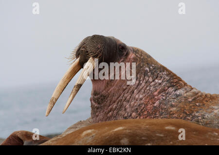 Le morse (Odobenus rosmarus), homme sur banc de sable, la Norvège, Svalbard, Forlandsundet Poolepynten Banque D'Images