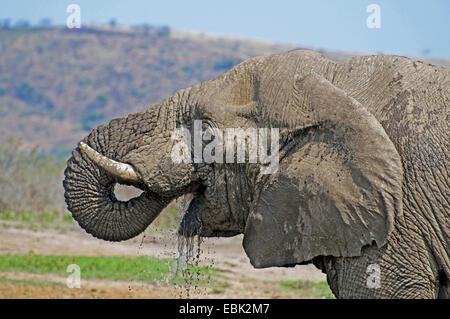 L'éléphant africain (Loxodonta africana), boire, Afrique du Sud, Kwazulu-Natal, Hluhluwe-Umfolozi National Park Banque D'Images