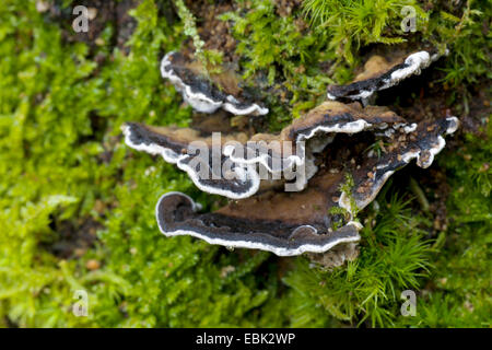 Le support (smoky Bjerkandera adusta), sur un tronc d'arbre moussu, Schleswig-Holstein, Allemagne Banque D'Images