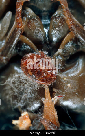 Varroa (Varroa destructor, parasite Varroa jacobsoni), sur l'abeille, Allemagne Banque D'Images