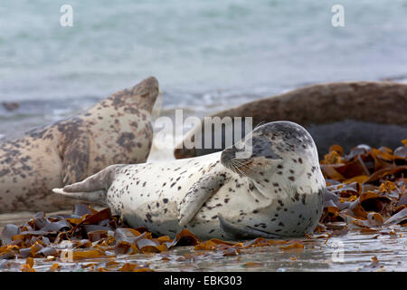 Le phoque, phoque commun (Phoca vitulina), phoque commun sur une plage, des phoques gris en arrière-plan, l'Allemagne, Schleswig-Holstein, Helgoland, Schleswig-Holstein mer des Wadden Parc National Banque D'Images
