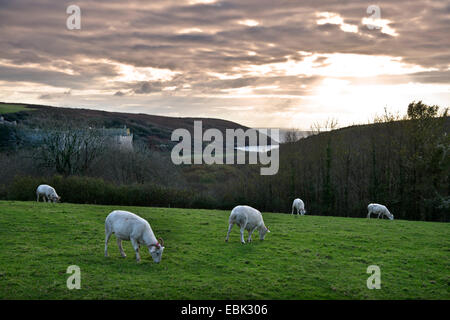 Le pâturage des chèvres au-dessus du château de Manorbier sur la côte de Pembrokeshire, Pays de Galles, Royaume-Uni Banque D'Images