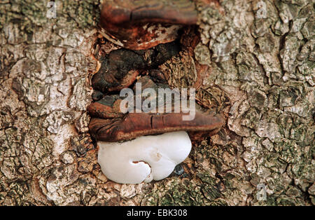 Phellinus igniarius support (saule), à Coyrlus, colurna Turkish hazel, Allemagne Banque D'Images