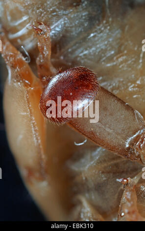 Varroa (Varroa destructor, parasite Varroa jacobsoni), sur l'abeille, Allemagne Banque D'Images