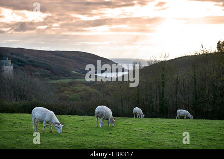 Le pâturage des chèvres au-dessus du château de Manorbier sur la côte de Pembrokeshire, Pays de Galles, Royaume-Uni Banque D'Images