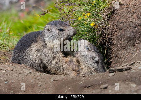 Marmotte des Alpes (Marmota marmota), juvéniles, jouer en face si leur tanière, l'Autriche, le Parc National du Hohe Tauern, Grossglockner Banque D'Images