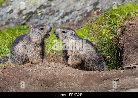 Marmotte des Alpes (Marmota marmota), juvéniles, jouer en face si leur tanière, l'Autriche, le Parc National du Hohe Tauern, Grossglockner Banque D'Images