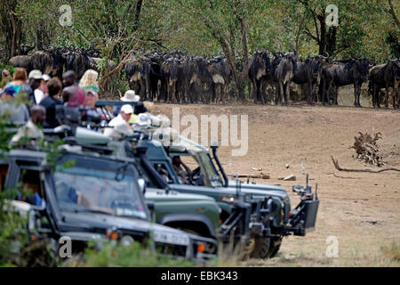 Le Gnou bleu, chat blanc, gnu-gnou barbu (Connochaetes taurinus), les touristes en regardant les bus de migration gnu, Kenya, Masai Mara National Park Banque D'Images