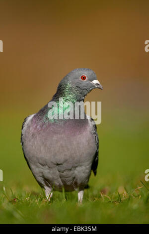 Pigeon domestique (Columba livia domestica) f., assis dans un pré, Lancashire, Royaume-Uni Banque D'Images