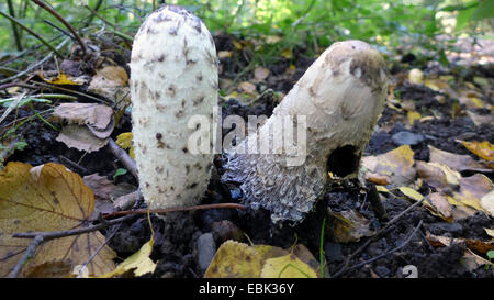 Coprinus comatus (perruque), deux perruques parmi le feuillage, Allemagne Banque D'Images