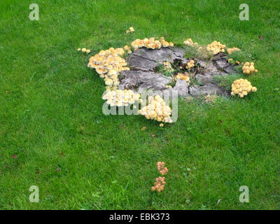 Touffe Hypholoma fasciculare (soufre), sur un arbre snag, Allemagne Banque D'Images