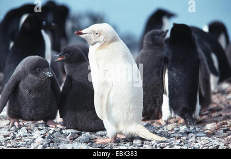 Manchot Adélie (Pygoscelis adeliae), albino, debout, l'Antarctique, Togerson Island Banque D'Images