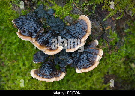 La Turquie, Turkeytail la queue, beaucoup de zones support, la pourriture du bois (Trametes versicolor, Coriolus versicolor), sur bois mort, Allemagne, Schleswig-Holstein Banque D'Images