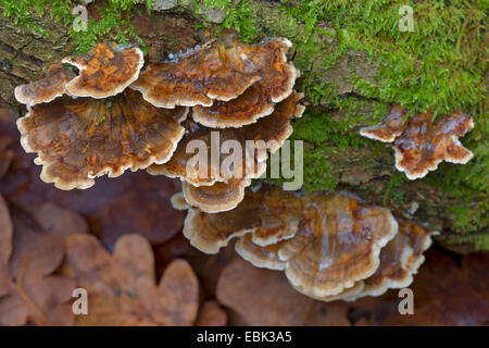 La Turquie, Turkeytail la queue, beaucoup de zones support, la pourriture du bois (Trametes versicolor, Coriolus versicolor), sur bois mort, Allemagne, Schleswig-Holstein Banque D'Images