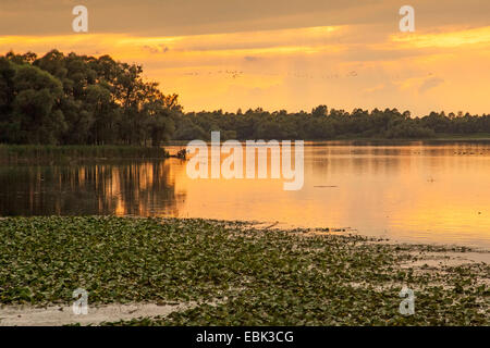 Grand (Phalacrocorax carbo), delta de rivière d'Achen avec le vol oies cendrées et des cormorans sur un arbre du sommeil, de l'Allemagne, de Bavière, le lac de Chiemsee, Dorfen Banque D'Images