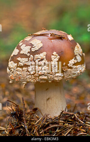 Le blush (Amanita rubescens), blush, Allemagne, Schleswig-Holstein Banque D'Images