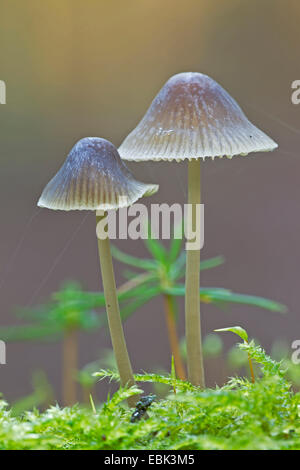 Bonnet (Mycena galericulata commune), deux bonnets, Allemagne, Schleswig-Holstein Banque D'Images