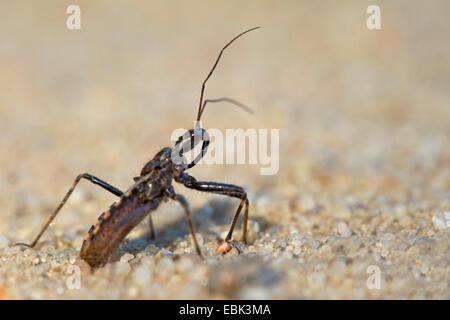 Heath (Coranus subapterus assassin bug), Heath assassin bug, l'Allemagne, la Saxe Banque D'Images