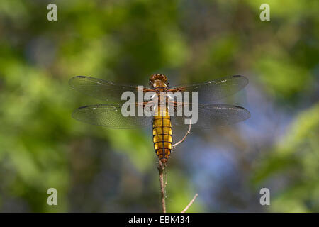 À corps large libellula, large taille chaser (Libellula depressa), femme assise à une brindille, Allemagne Banque D'Images