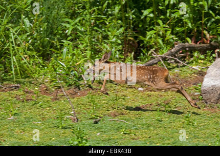 Le chevreuil (Capreolus capreolus), fauve exubérants sur , Allemagne Banque D'Images