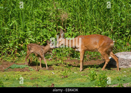 Le chevreuil (Capreolus capreolus), Doe et nez fauve à l'autre au bord d'un fourré, Allemagne Banque D'Images