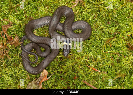 Couleuvre à collier (Natrix natrix), allongé sur la mousse, Allemagne Banque D'Images