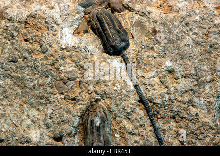 Lys de mer, crinoïdes (incl.) stars en plumes (Encrinus liliiformis, Crinoidea), calcaire Erkerode, ALLEMAGNE, Basse-Saxe, Erkerode Banque D'Images