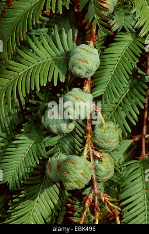 Dawn (Metasequoia glyptostroboides), branche avec cônes immatures Banque D'Images