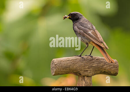 Rougequeue noir (Phoenicurus ochruros), homme sur un chat avec les insectes dans le bec, l'Allemagne, la Bavière Banque D'Images