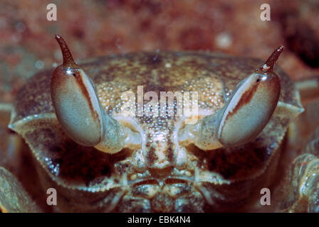 Le crabe fantôme de l'Indo-Pacifique, corne-eyed (Ocypode ceratophthalma crabe fantôme), portrait Banque D'Images