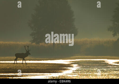 Red Deer (Cervus elaphus) stag, sur la rive d'un plan d'eau dans la lumière du matin, l'Allemagne, la Saxe, la Bavière, Lausitz Heath et paysage de l'étang Banque D'Images