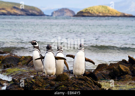 Manchot de Magellan (Spheniscus magellanicus), quatre oiseaux côte à côte à côte la roche, Îles Falkland, îles Malouines, l'île de la carcasse de l'Ouest Banque D'Images