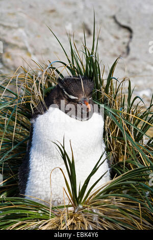 Rockhopper Penguin (Eudyptes chrysocome), debout dans l'herbe à la plage, îles Falkland Banque D'Images