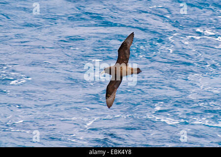 Puffin à menton blanc (Procellaria aequinoctialis), volant au-dessus de l'océan, l'Antarctique Banque D'Images