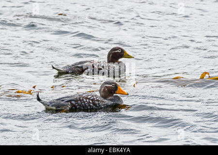 Bateau à vapeur (incapable de canard (Tachyeres brachypterus), deux canards nager côte à côte, Îles Falkland Banque D'Images