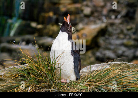 Rockhopper Penguin (Eudyptes chrysocome), debout dans l'herbe à l'appel de la plage, des îles Malouines Banque D'Images