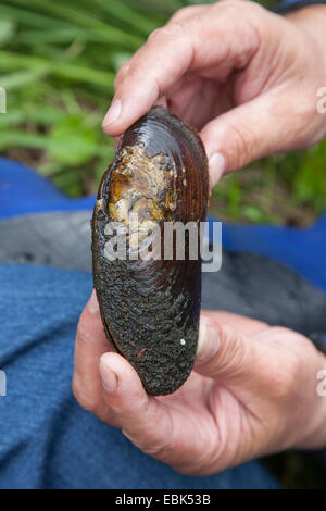 Moule perlière d'eau douce (moule perlière écossais), l'est pearlshell (Margaritifera margaritifera), dans les mains d'un plongeur, la Russie, l'Karelien, Keret River Banque D'Images