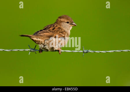 (Carduelis cannabina linnet, Acanthis cannabina), jeune assis sur un barbwire, Pays-Bas, Texel Banque D'Images