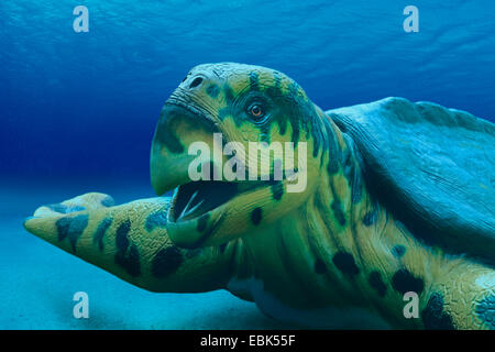 Archelon (Archelon ischyros), portrait sous l'eau, plus connu de seaa, tortue disparue Banque D'Images