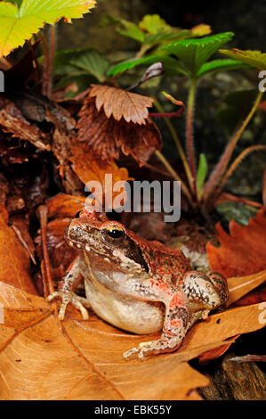 Grenouille d'eau, grenouille (Rana graeca grec), assis sur une feuille, Grèce, Macédoine Banque D'Images