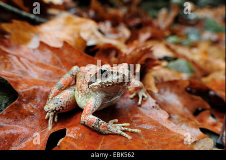 Grenouille d'eau, grenouille (Rana graeca grec), assis sur une feuille, Grèce, Macédoine Banque D'Images