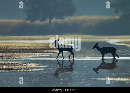 Red Deer (Cervus elaphus), deux faons traverser un lac dans la lumière du matin, l'Allemagne, la Saxe, la Bavière, Lausitz Heath et paysage de l'étang Banque D'Images