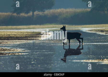 Red Deer (Cervus elaphus), Hind pour traverser un lac dans la lumière du matin, l'Allemagne, la Saxe, la Bavière, Lausitz Heath et paysage de l'étang Banque D'Images