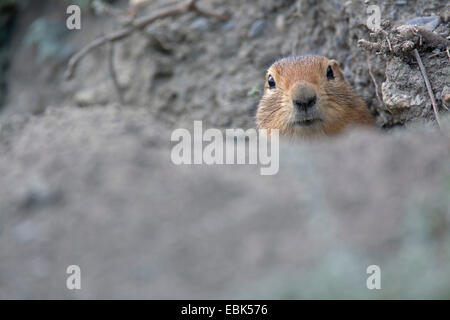 Spermophile arctique (Citellus Citellus undulatus, parryi, Spermophilus parryii), sur le site de l'ist burrow, Canada, Territoire du Yukon, le parc national Kluane Banque D'Images