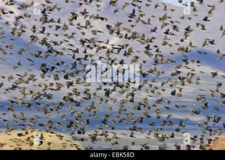 Carouge à épaulettes (Agelaius phoeniceus), swarm en hivernage, USA, Nouveau Mexique, le Refuge de Vie Sauvage de Bosque del Apache Banque D'Images