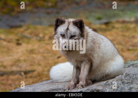 Le renard arctique, le renard polaire (Alopex lagopus, Vulpes lagopus), assis sur un rocher, la Suède, le Parc National de Hamra Banque D'Images