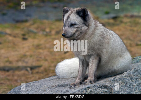 Le renard arctique, le renard polaire (Alopex lagopus, Vulpes lagopus), assis sur un rocher, la Suède, le Parc National de Hamra Banque D'Images