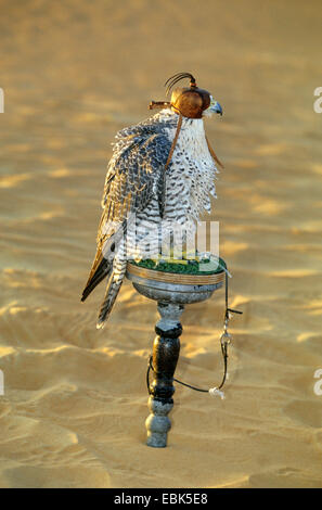 Gyr falcon (Falco rusticolus), gyr falcon avec hotte assis sur un point d'observation, aux Émirats Arabes Unis, Dubai Banque D'Images