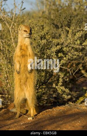 (Cynictis penicillata mangouste jaune), se dresse sur les pattes de derrière, Afrique du Sud, Northern Cape, Kgalagadi Transfrontier National Park Banque D'Images