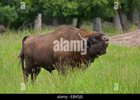 Bison d'Europe, Bison (Bison bonasus), bull dans un pré mugissant, Allemagne Banque D'Images